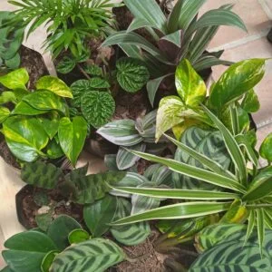 Caja con 12 plantas de interior