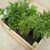 Caja de 12 hierbas medicinales - Imagen 3