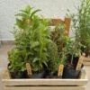 Caja de 12 hierbas medicinales - Imagen 4
