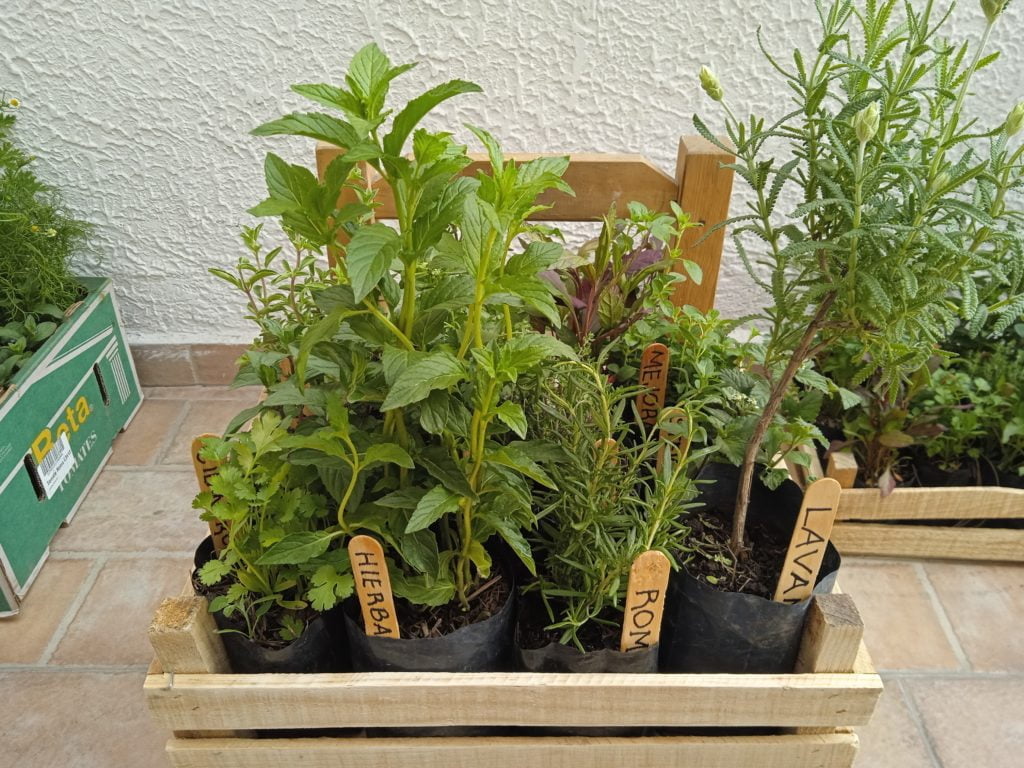 Caja con 12 Hierbas aromáticas y medicinales — Yerbabuena