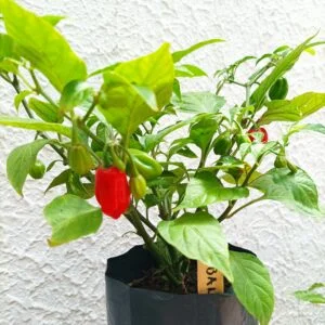 3 Plantas de chile
