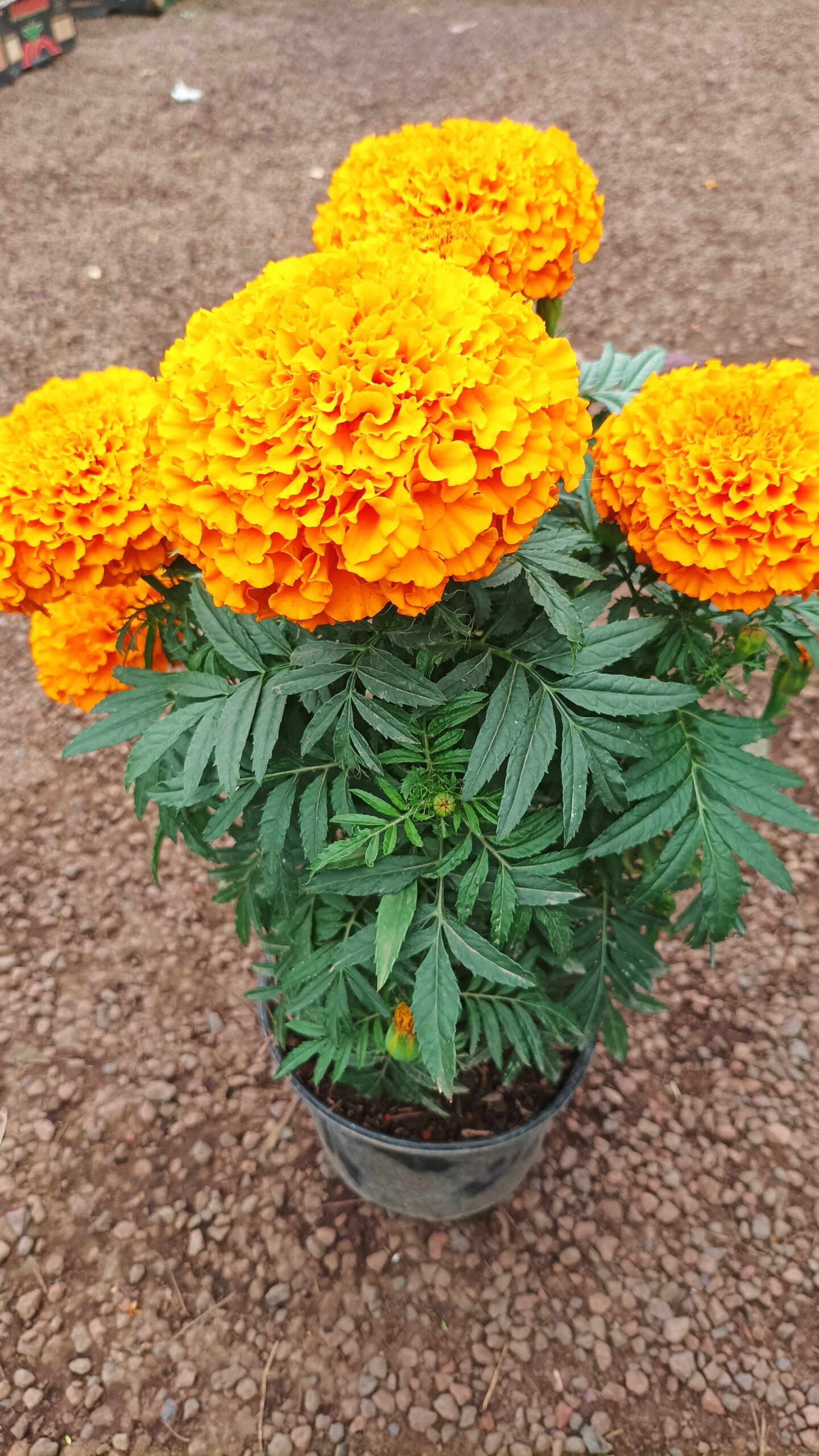 3 Plantas de Cempasúchil Marigold » yerba-buena.mx