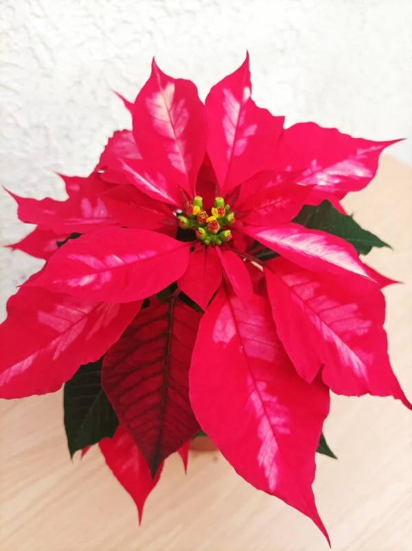 Flor de Nochebuena chica - 3pz - Imagen 6