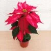 Flor de Nochebuena chica - 3pz - Imagen 5