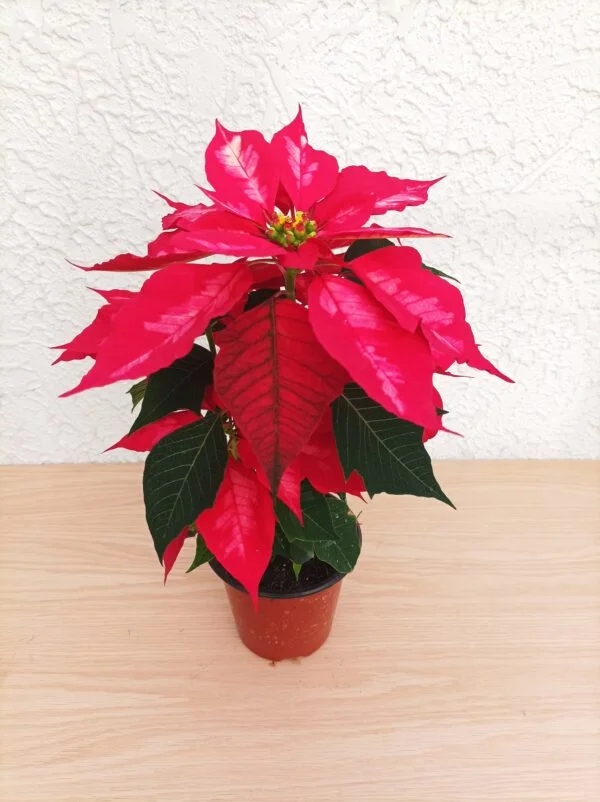 Flor de Nochebuena chica - 3pz - Imagen 5