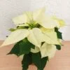 Flor de Nochebuena chica - 3pz - Imagen 4