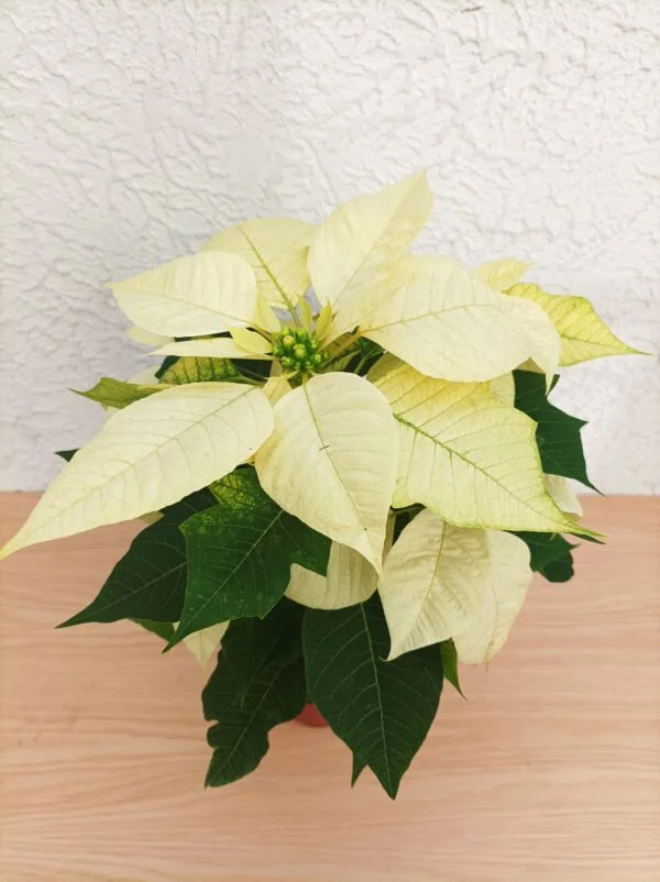 Flor de Nochebuena chica - 3pz - Imagen 4
