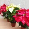 Flor de Nochebuena chica - 3pz