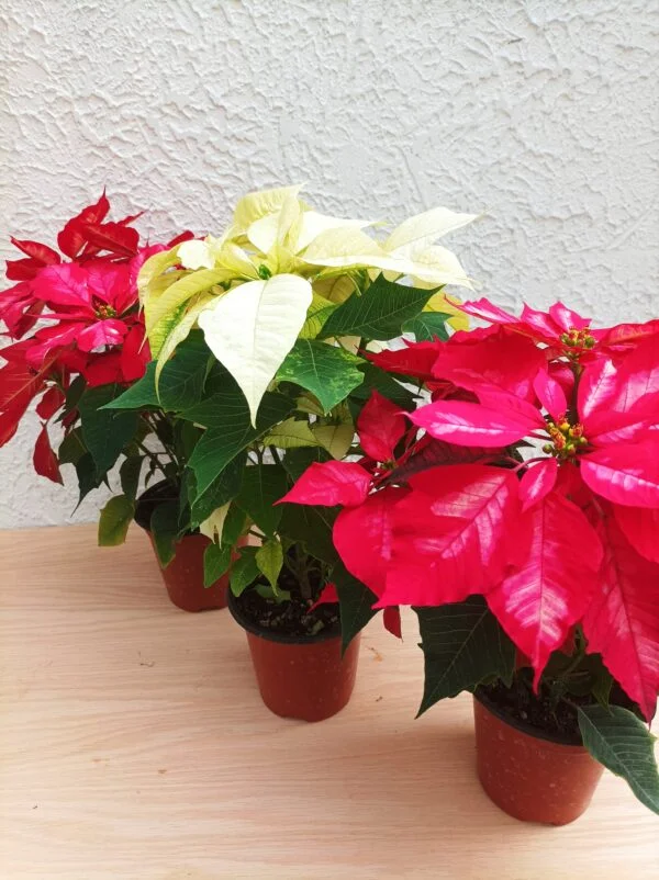 Flor de Nochebuena chica - 3pz