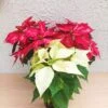 Flor de Nochebuena chica - 3pz - Imagen 2
