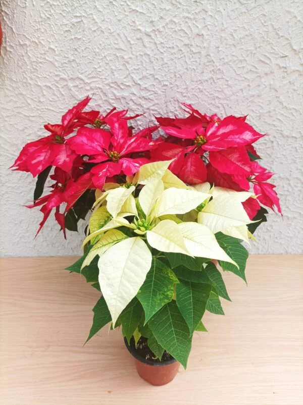 Flor de Nochebuena chica - 3pz - Imagen 2