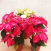 Flor de Nochebuena chica - 3pz - Imagen 3