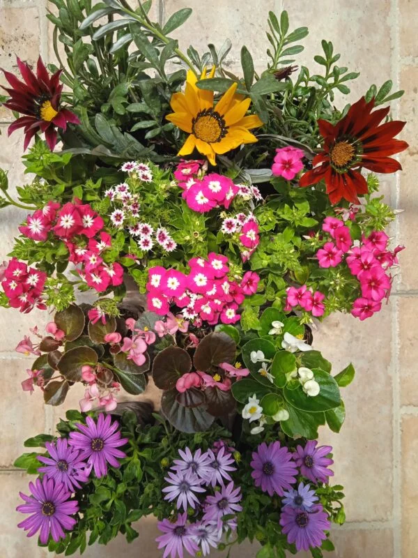 Caja de 12 plantas florales