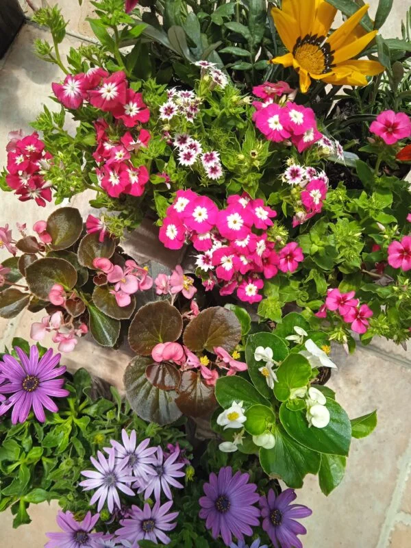 Caja de 12 plantas florales