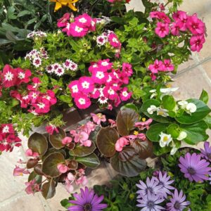 Caja de 12 plantas florales