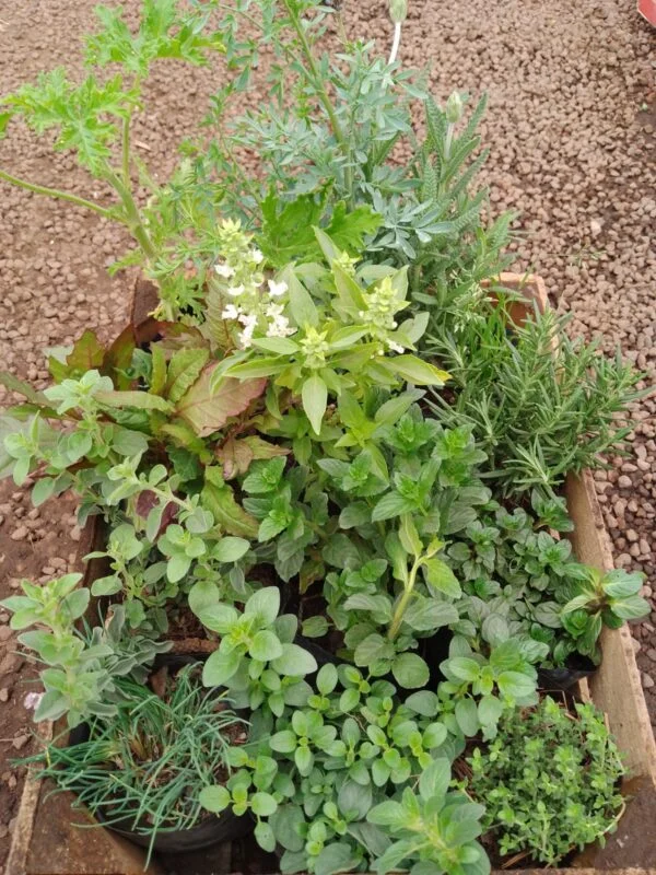 Caja de 12 hierbas aromáticas