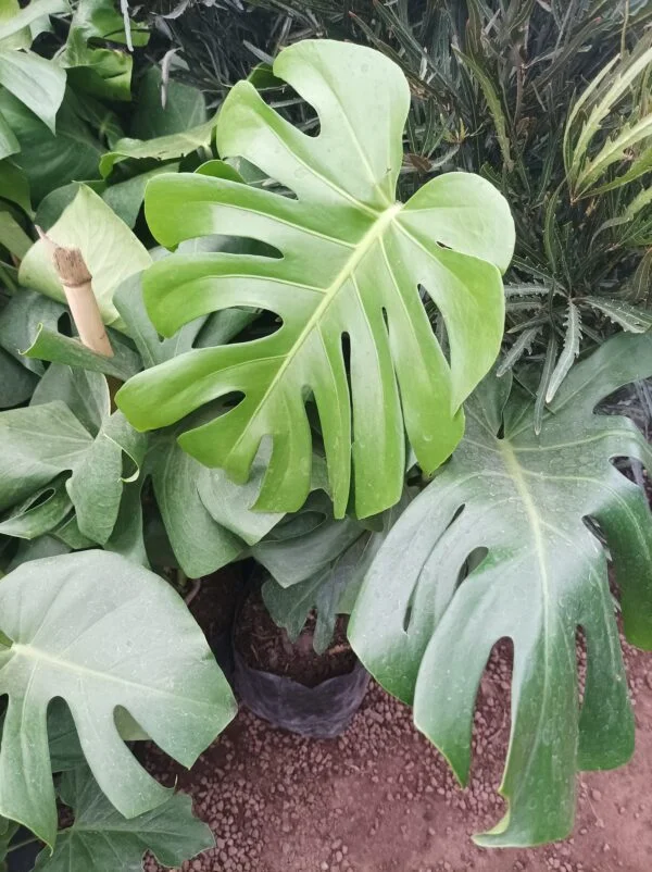 Monstera deliciosa