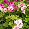 Geranio de diferentes colores